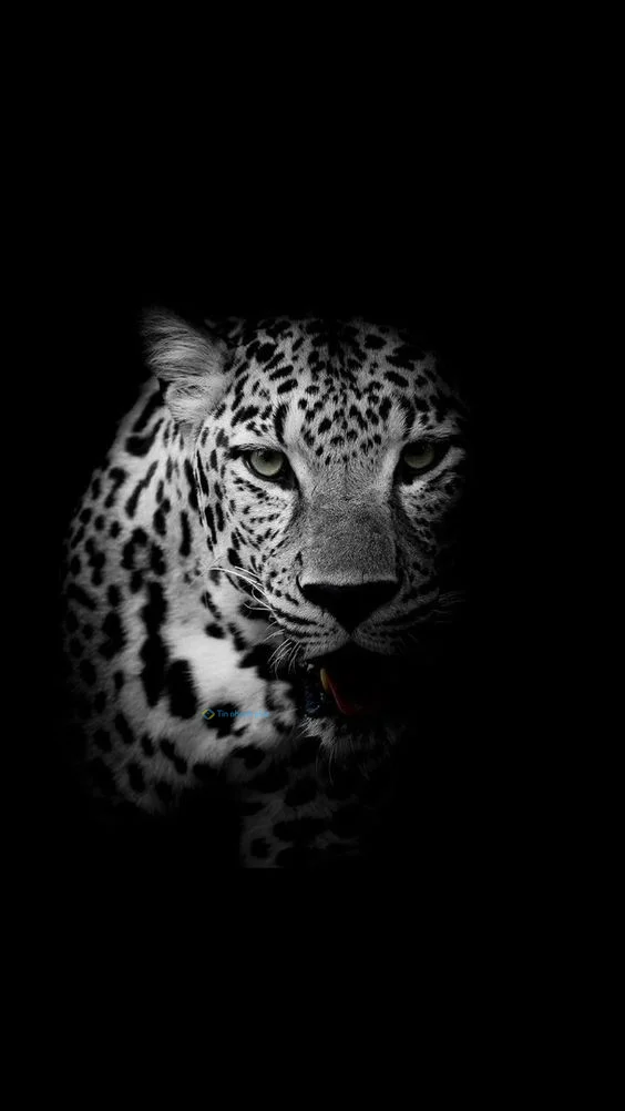 hình nền con báo cho điện thoại