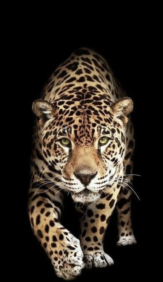 hình nền con báo cho điện thoại