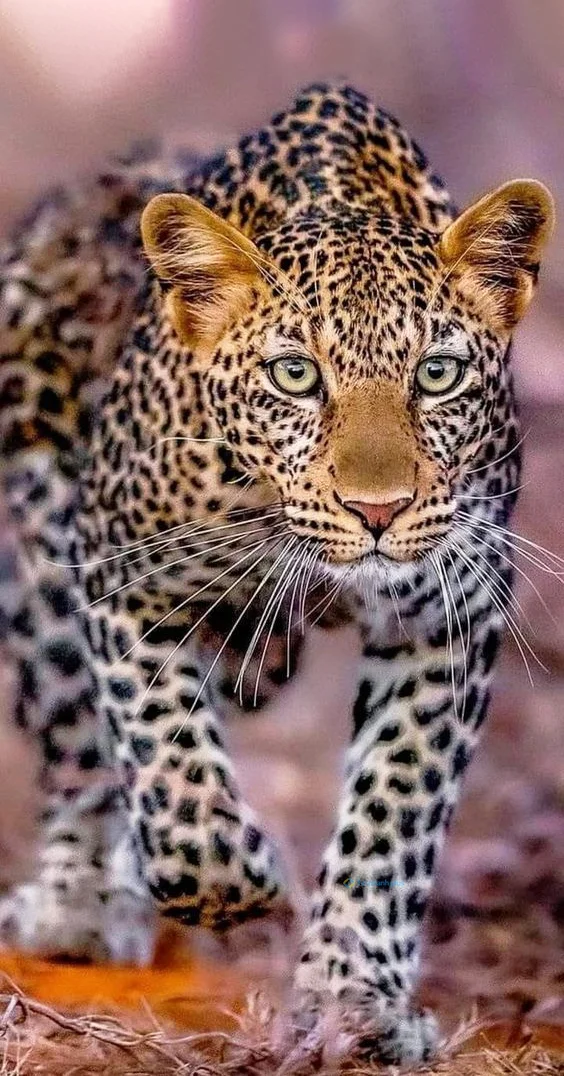 hình nền con báo cho điện thoại