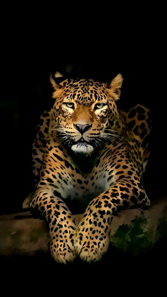 hình nền con báo cho điện thoại