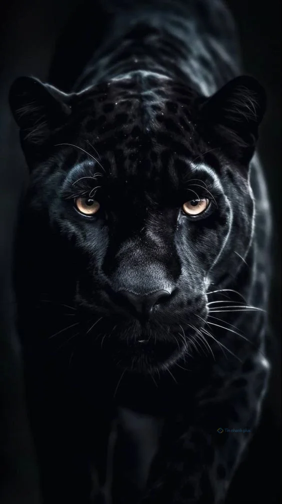 hình nền con báo đen cho điện thoại