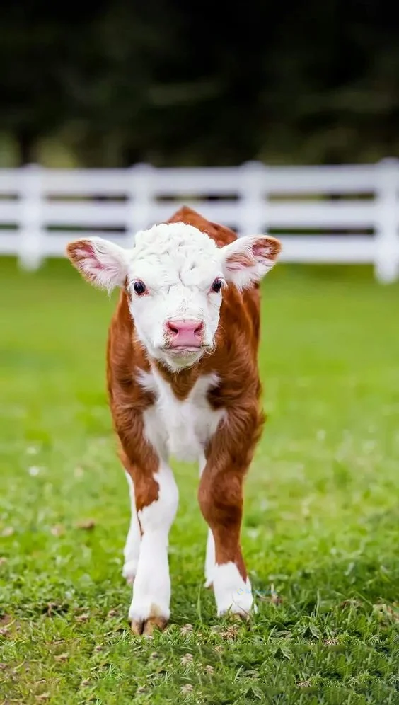 Hình nền con Bò cho điện thoại