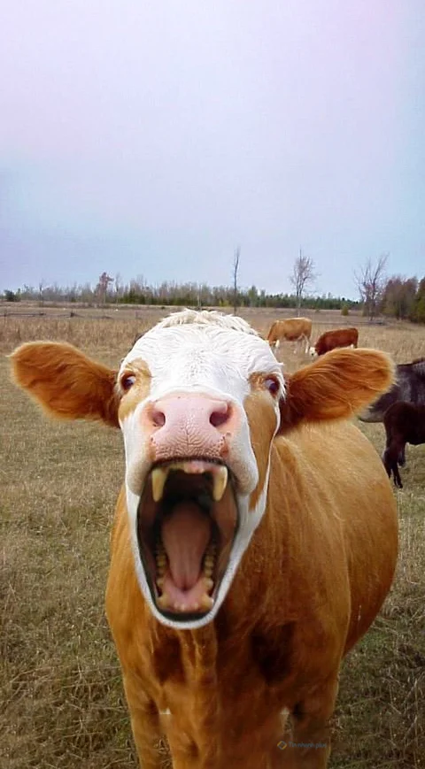 Hình nền con Bò cho điện thoại