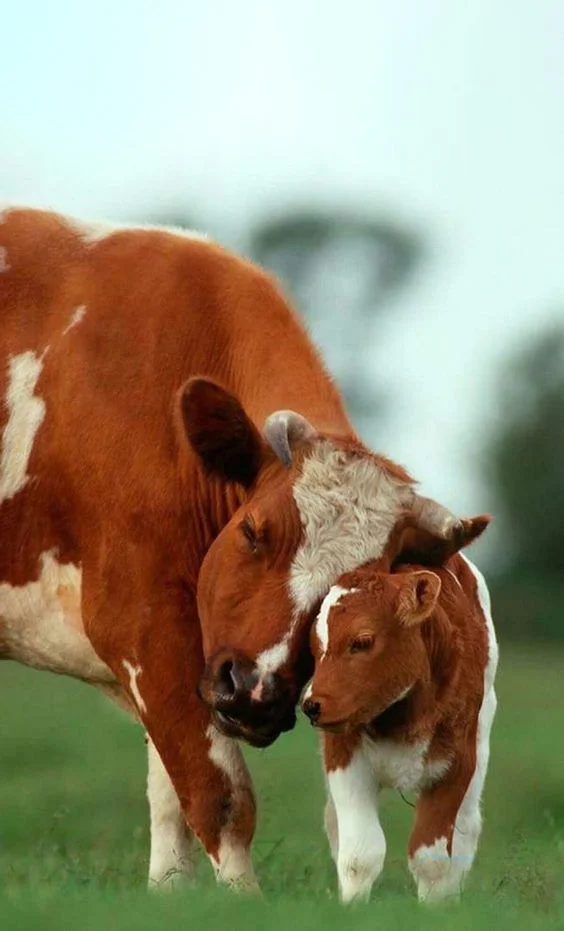 Hình nền con Bò cho điện thoại