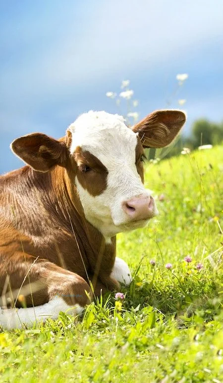 Hình nền con Bò cho điện thoại