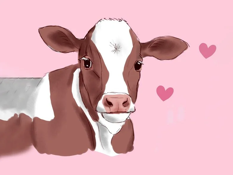 200+ Hình nền con Bò, con Bò sữa cho điện thoại