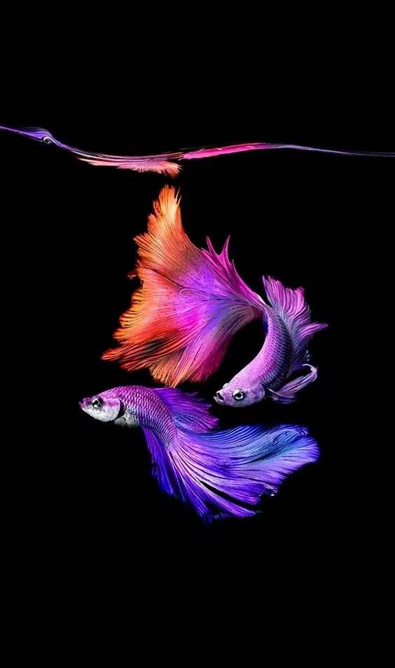 Hình nền con Cá cho điện thoại