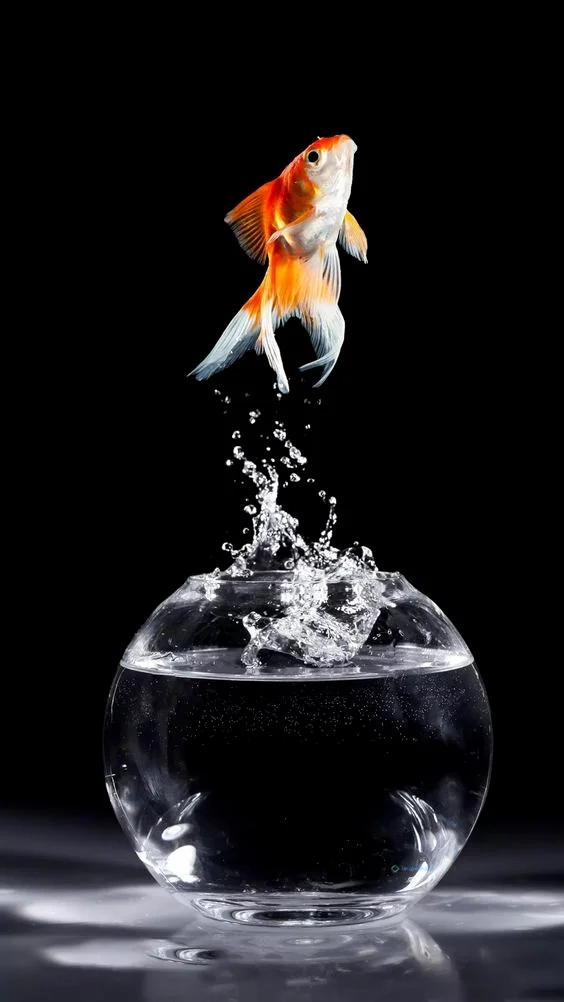 Hình nền con Cá cho điện thoại