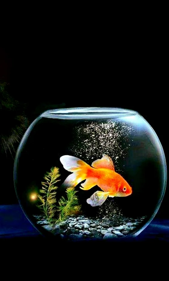 Hình nền con Cá cho điện thoại