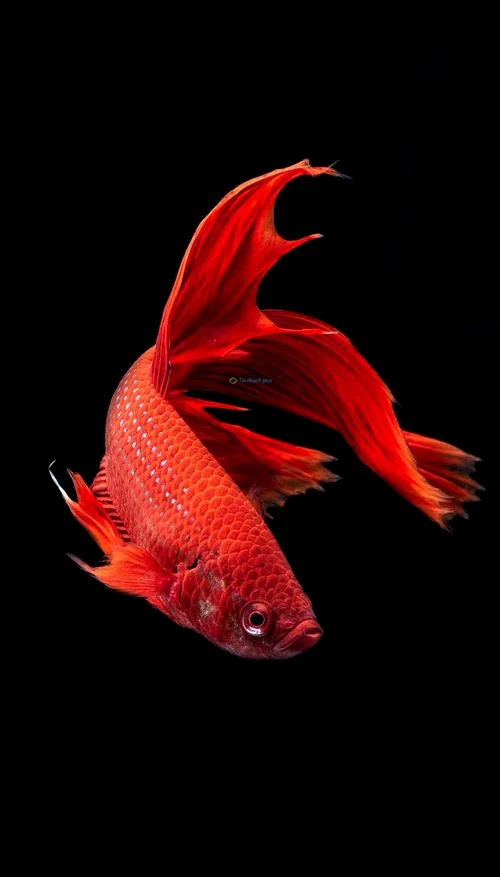 Hình nền con Cá cho điện thoại