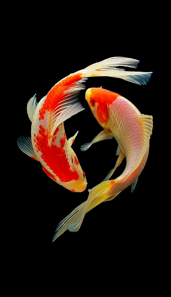 Hình nền con Cá cho điện thoại