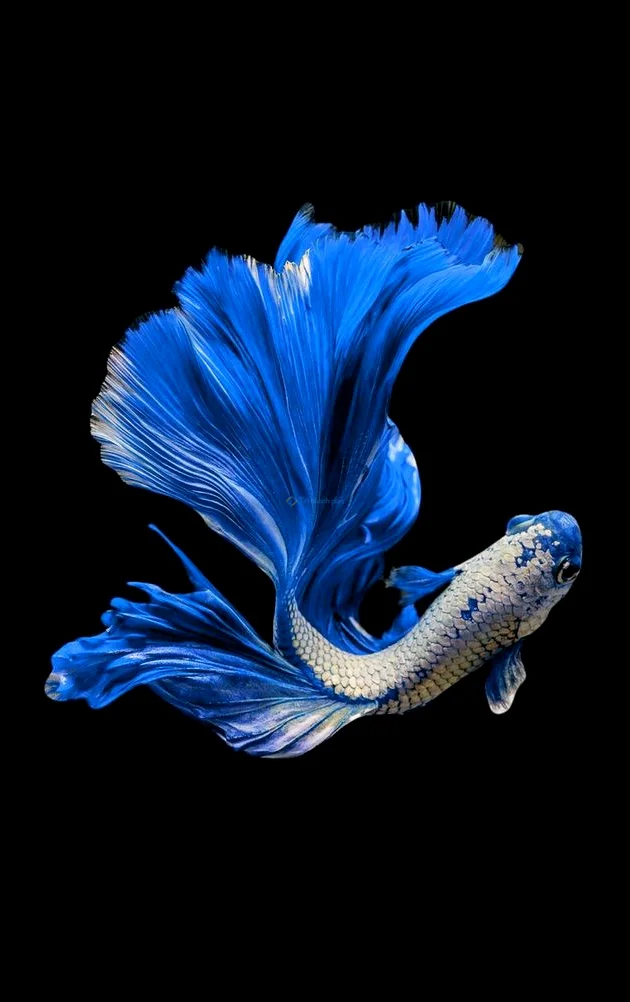 Hình nền con Cá cho điện thoại