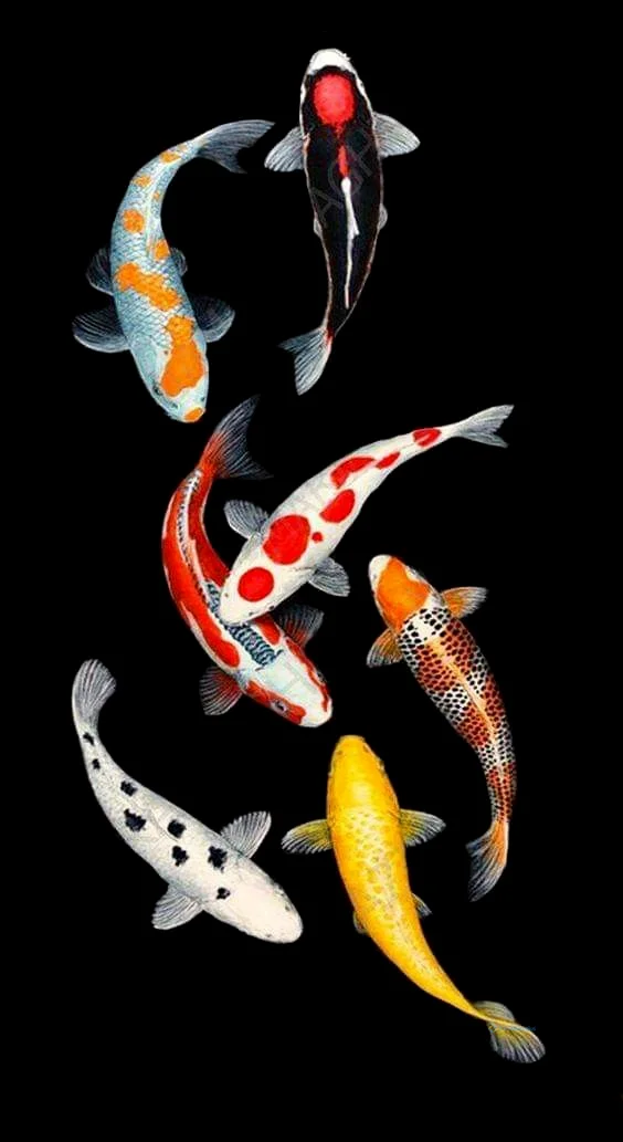 Hình nền con Cá cho điện thoại