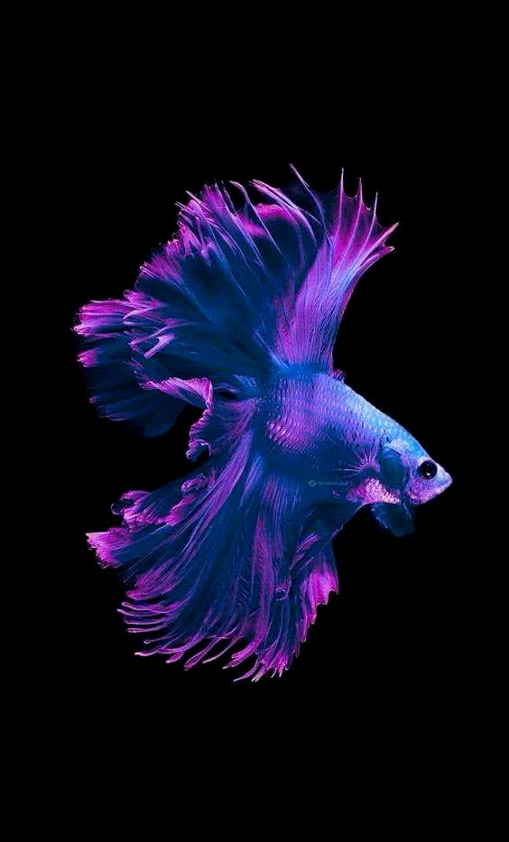 Hình nền con Cá cho điện thoại