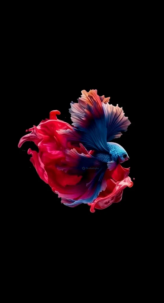 Hình nền con Cá cho điện thoại
