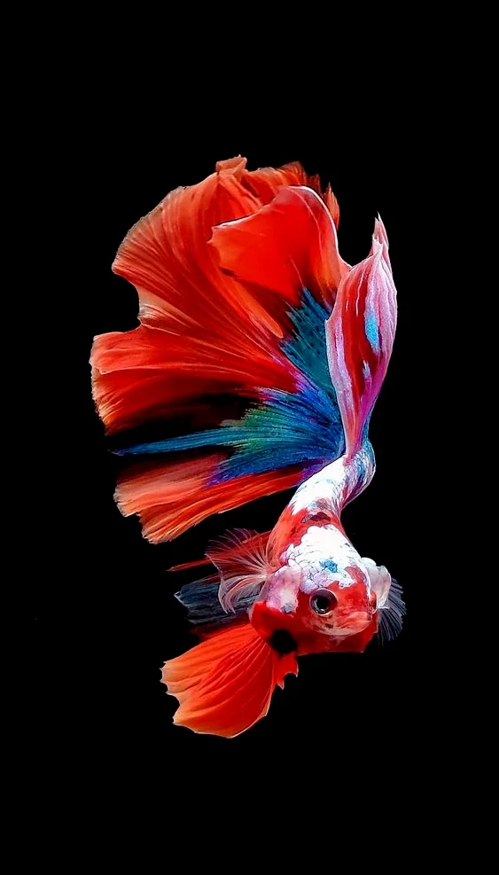Hình nền con Cá cho điện thoại