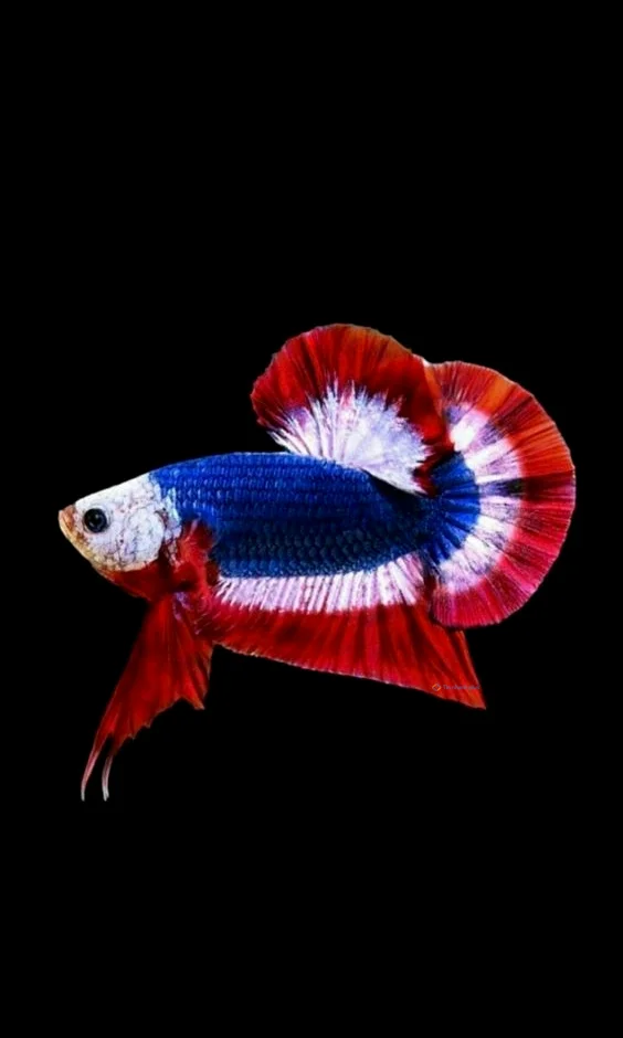 Hình nền con Cá cho điện thoại