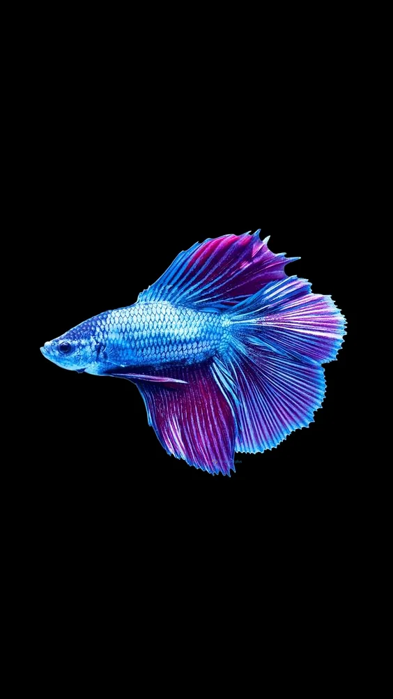 Hình nền con Cá cho điện thoại