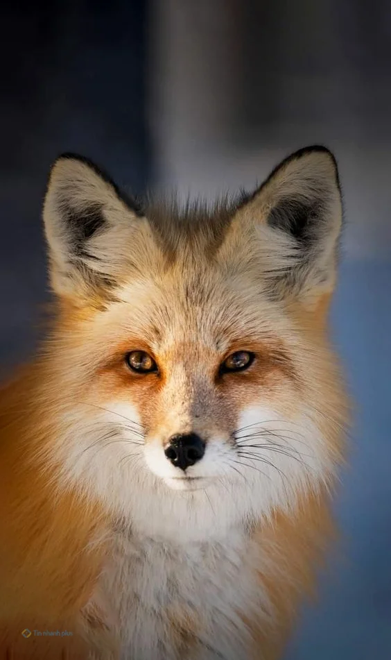 Hình nền con Cáo cho điện thoại