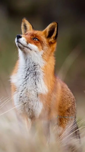 Hình nền con Cáo cho điện thoại