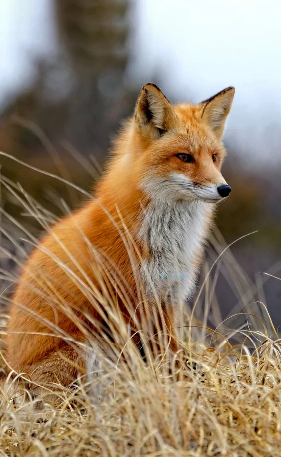 Hình nền con Cáo cho điện thoại