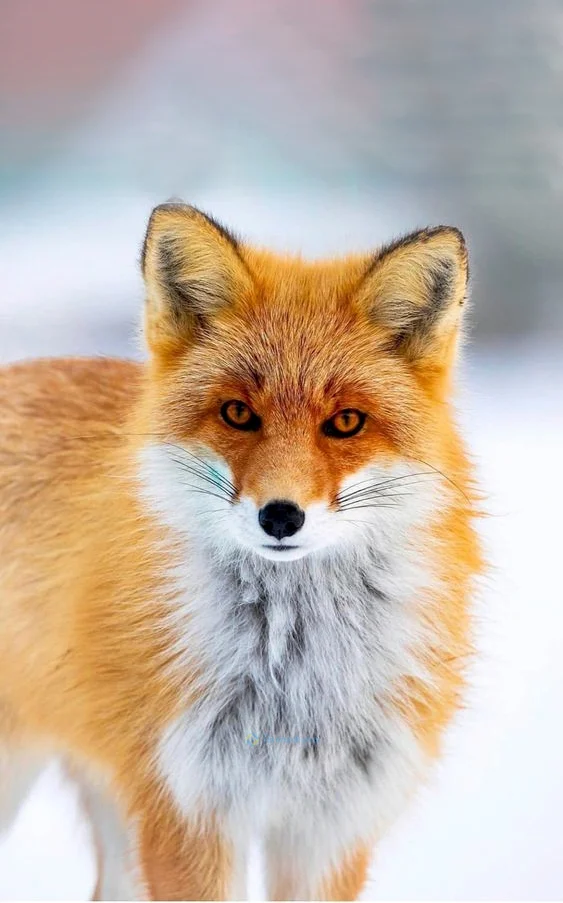 Hình nền con Cáo cho điện thoại