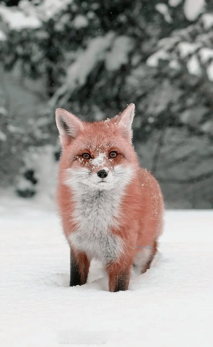 Hình nền con Cáo cho điện thoại