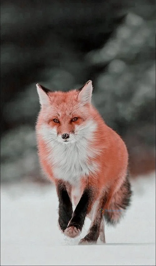 Hình nền con Cáo cho điện thoại