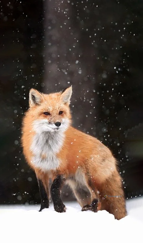 Hình nền con Cáo cho điện thoại