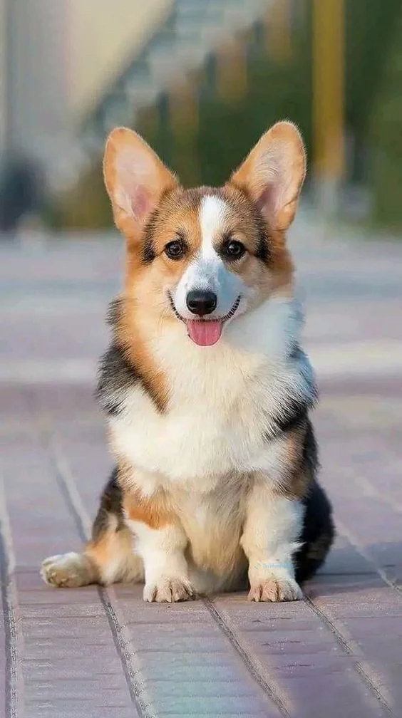 hình nền con chó cho điện thoại