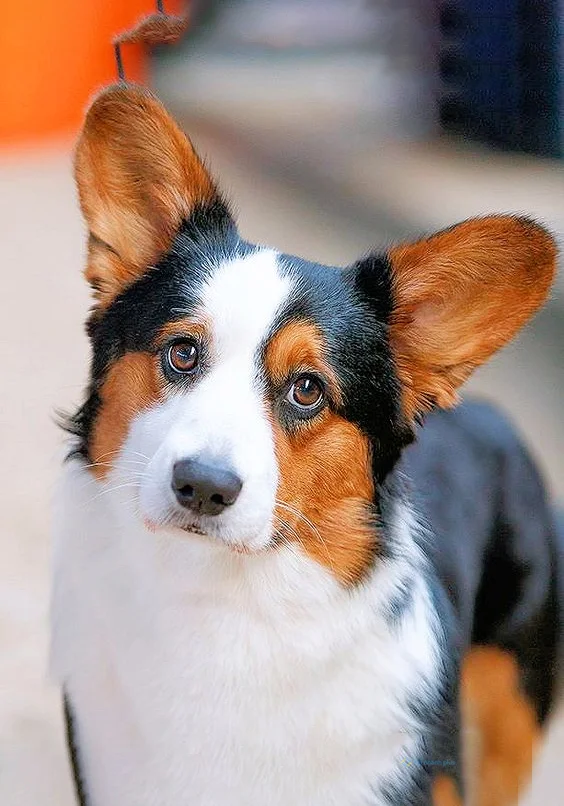 hình nền con chó cho điện thoại