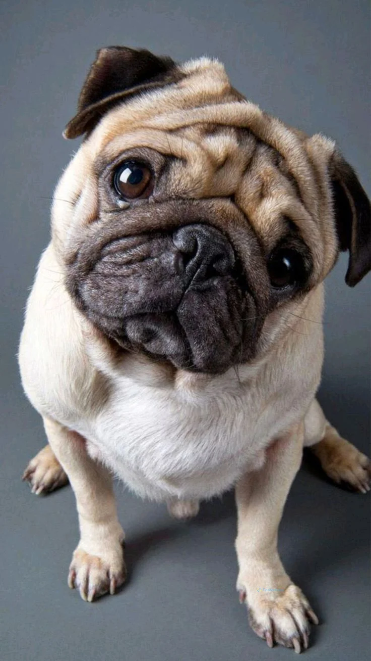 hình nền con chó cho điện thoại