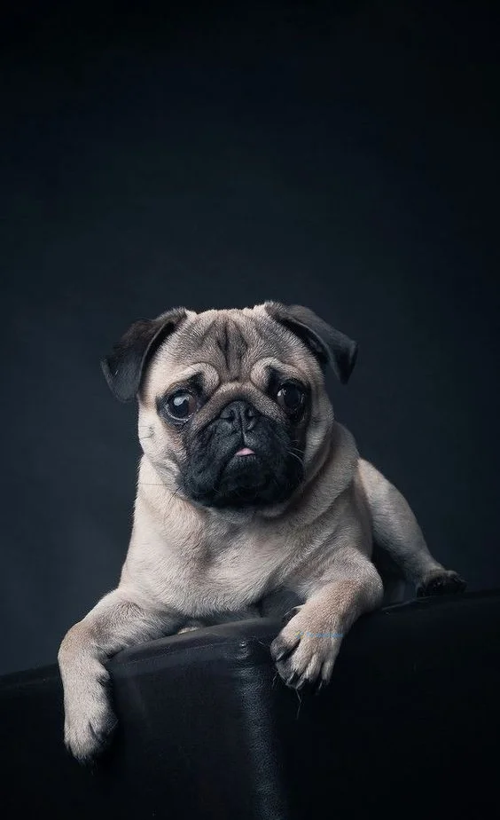 hình nền con chó cho điện thoại