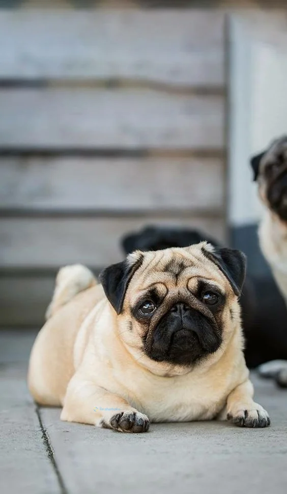 hình nền con chó cho điện thoại