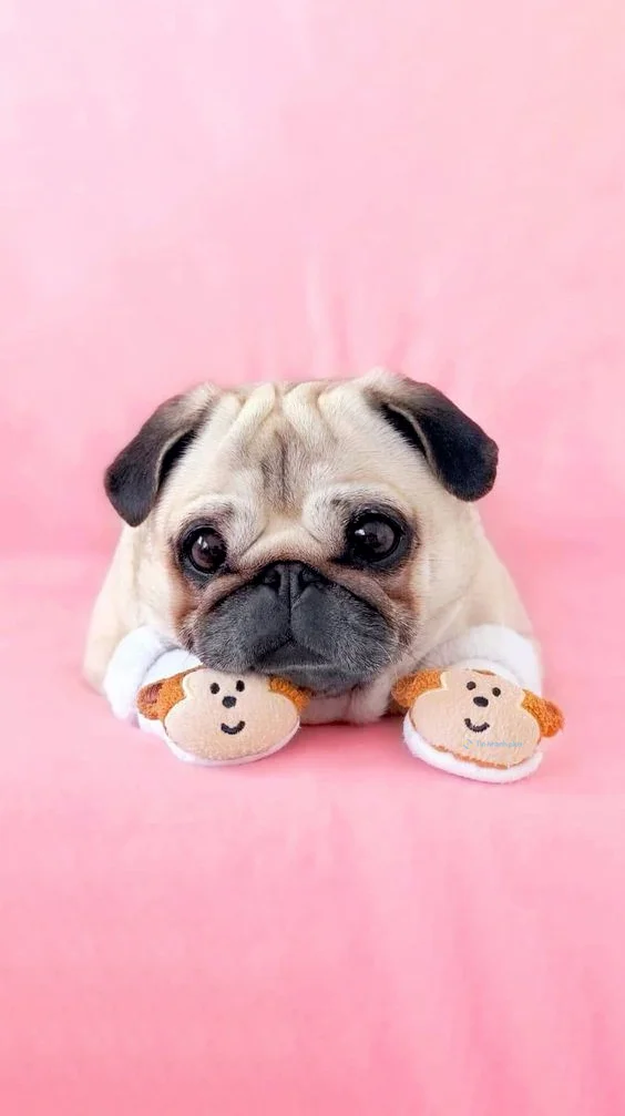 hình nền con chó cho điện thoại