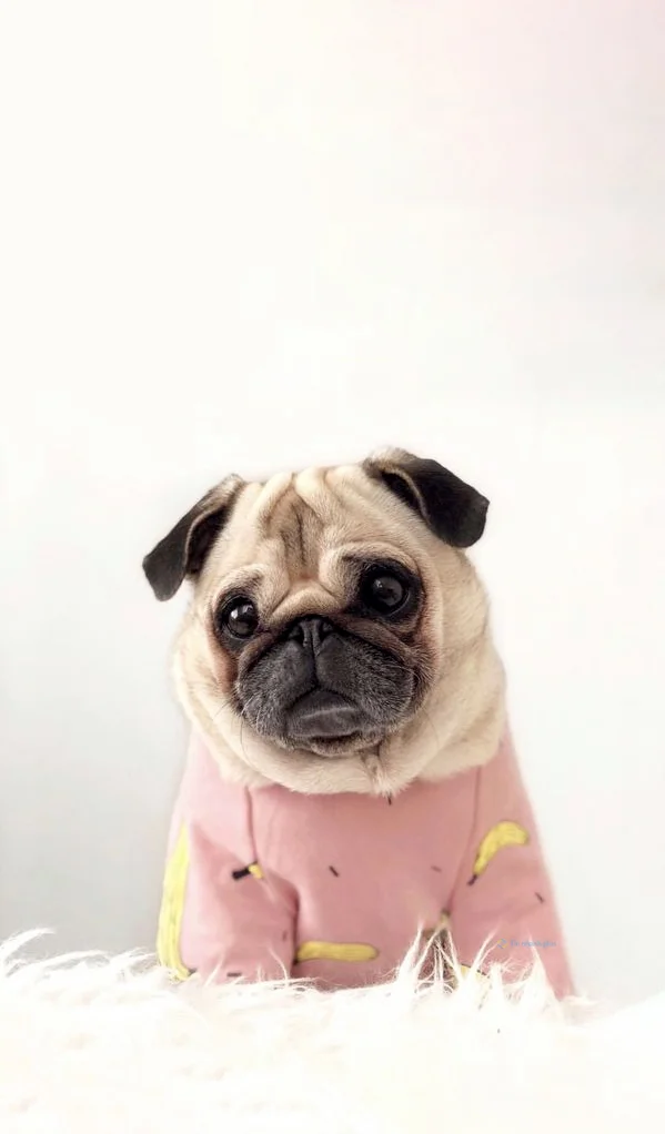 hình nền con chó cho điện thoại