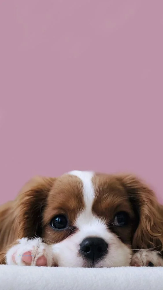 hình nền con chó cho điện thoại