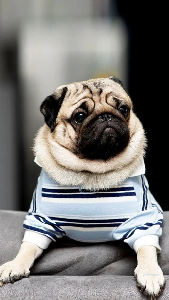 hình nền con chó cho điện thoại