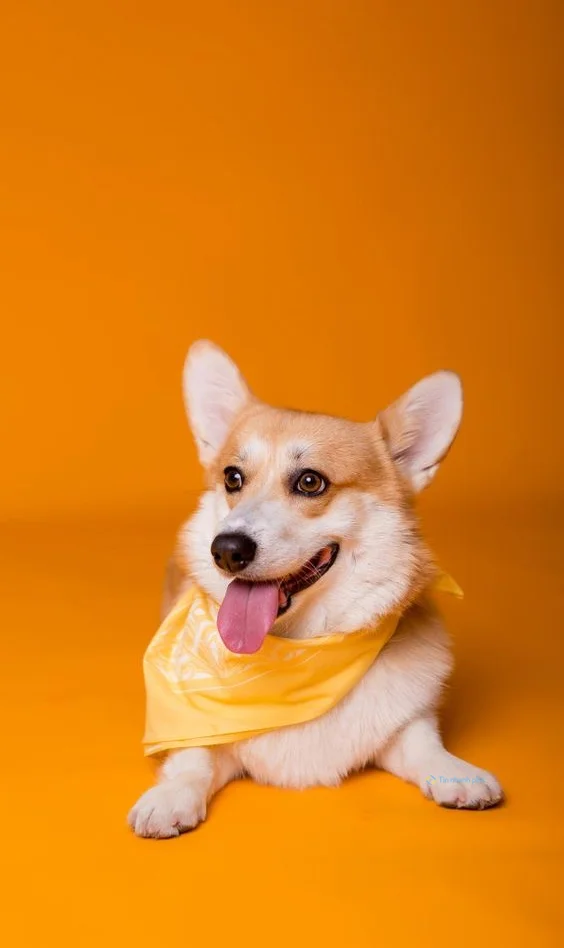 hình nền con chó ngầu cho điện thoại