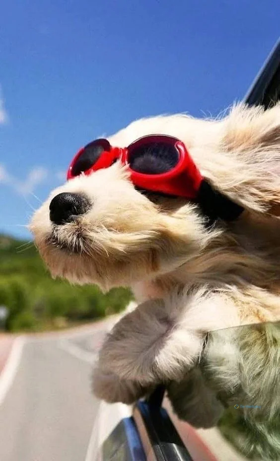 hình nền con chó ngầu cho điện thoại