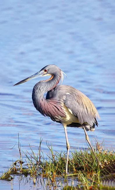 Hình nền con Cò cho điện thoại