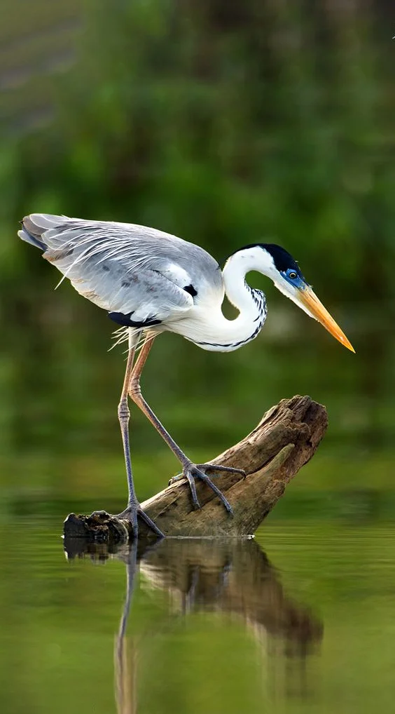 Hình nền con Cò cho điện thoại