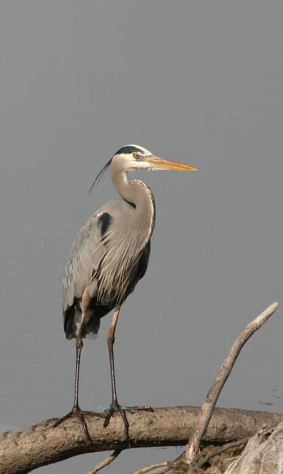 Hình nền con Cò cho điện thoại