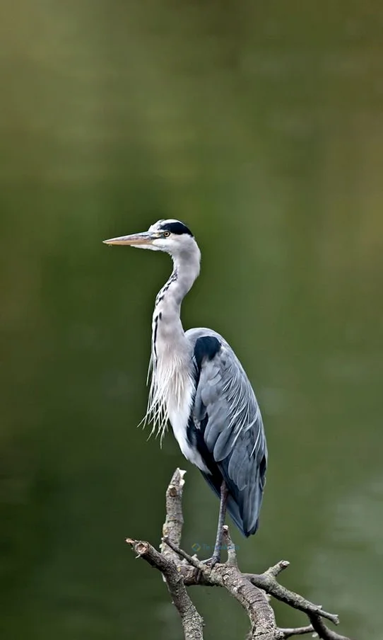 Hình nền con Cò cho điện thoại