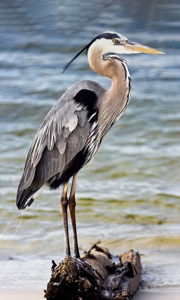 Hình nền con Cò cho điện thoại