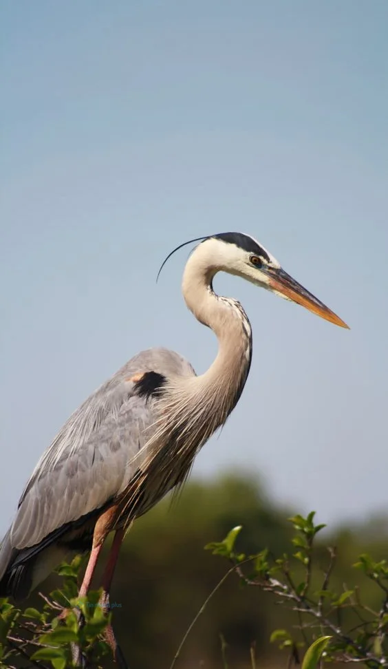 Hình nền con Cò cho điện thoại