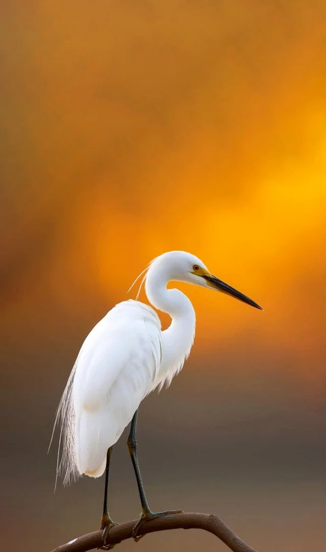 Hình nền con Cò cho điện thoại