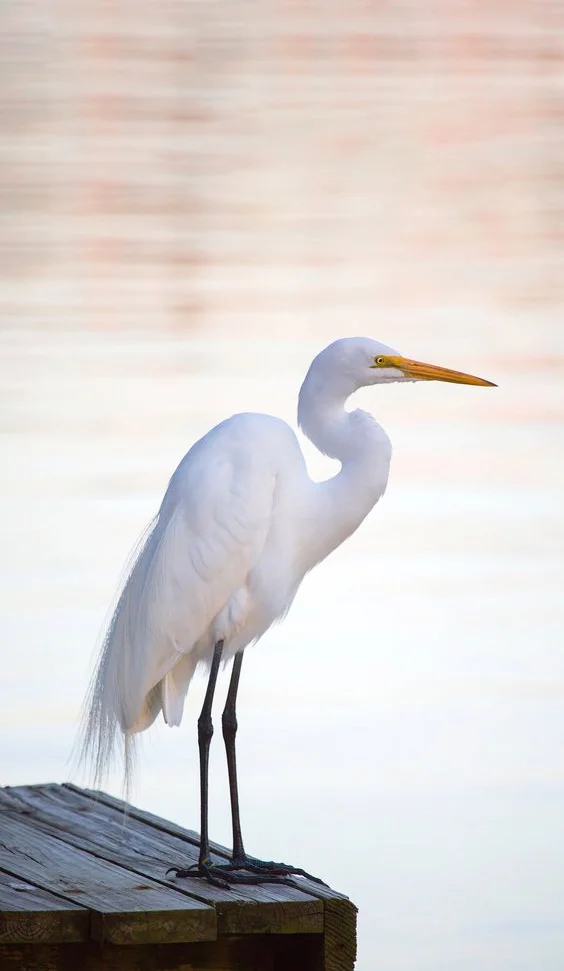 Hình nền con Cò cho điện thoại