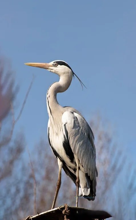 Hình nền con Cò cho điện thoại