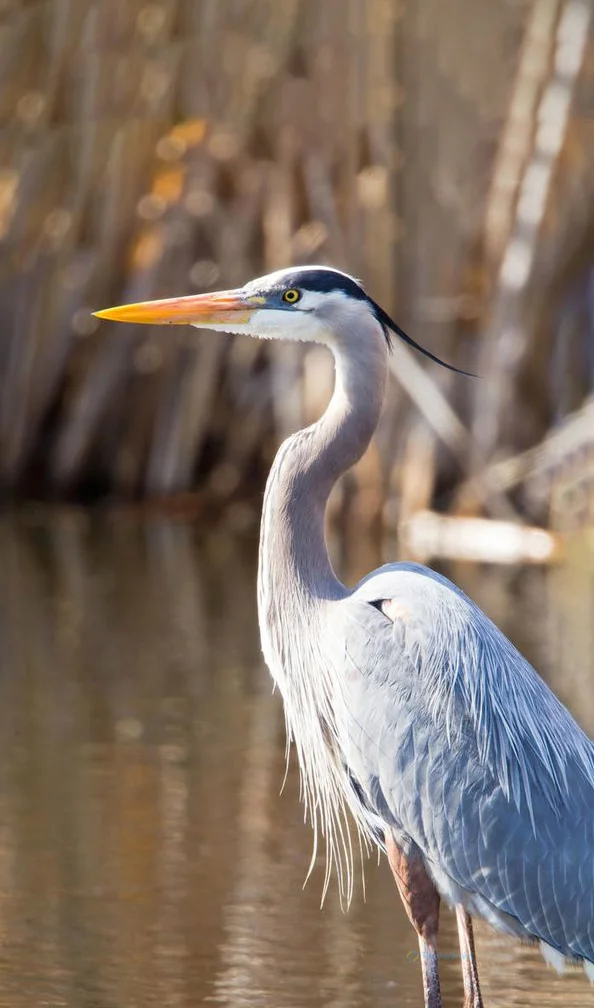 Hình nền con Cò cho điện thoại